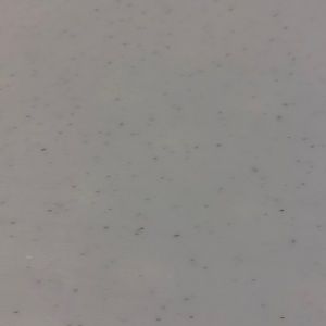 Meet your Posher, Torrie